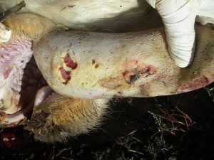 شیوع بیماری تب برفکی!