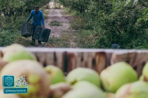 برداشت پُر بار گلابی از باغات چناران
