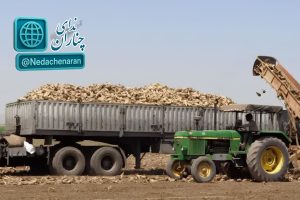 پیش‌بینی برداشت ۱۰۰ هزار تن چغندرقند در چناران