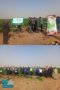 روز مزرعه استانی چغندرقند در شهرستان چناران برگزار شد