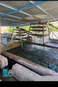 تولید سالانه 140 تن گوشت ماهی در شهرستان  چناران