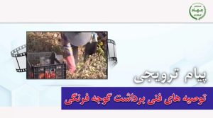 توصیه های فنی برداشت گوجه فرنگی