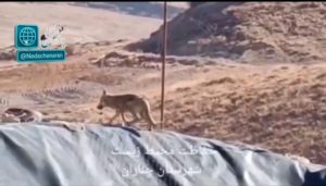 نجات دو قلاده گرگ از استخر آب کشاورزی توسط محیط بانان چنارانی