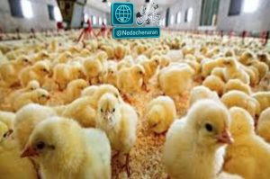 افزایش ۵۰،۰۰۰ قطعه‌ای جوجه‌ریزی در ماه جاری